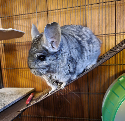 Pet Supply Store «Classic Pet Supply II», reviews and photos, 3180 Gratiot Blvd, Marysville, MI 48040, USA