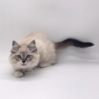 Cedar Puppies & Pets - Photo 7 - Car repair in St. George, UT, St. George