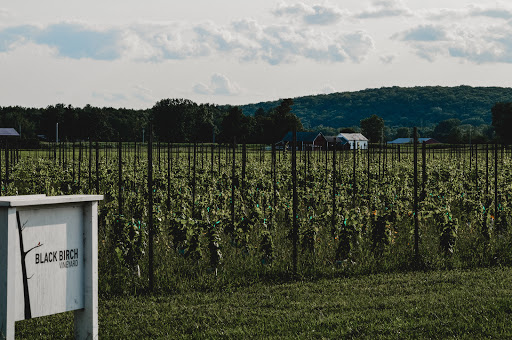 Vineyard «Black Birch Vineyard/ Black Birch Winery», reviews and photos, 108-109 Straits Rd, Hatfield, MA 01066, USA