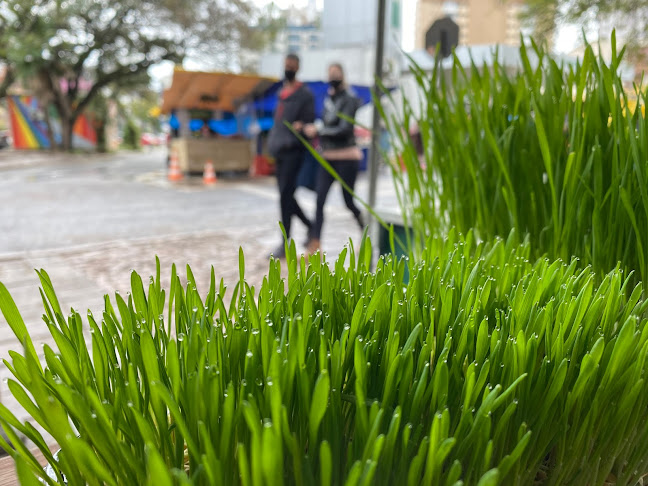 FAE - Feira de Agricultores Ecologistas - Porto Alegre