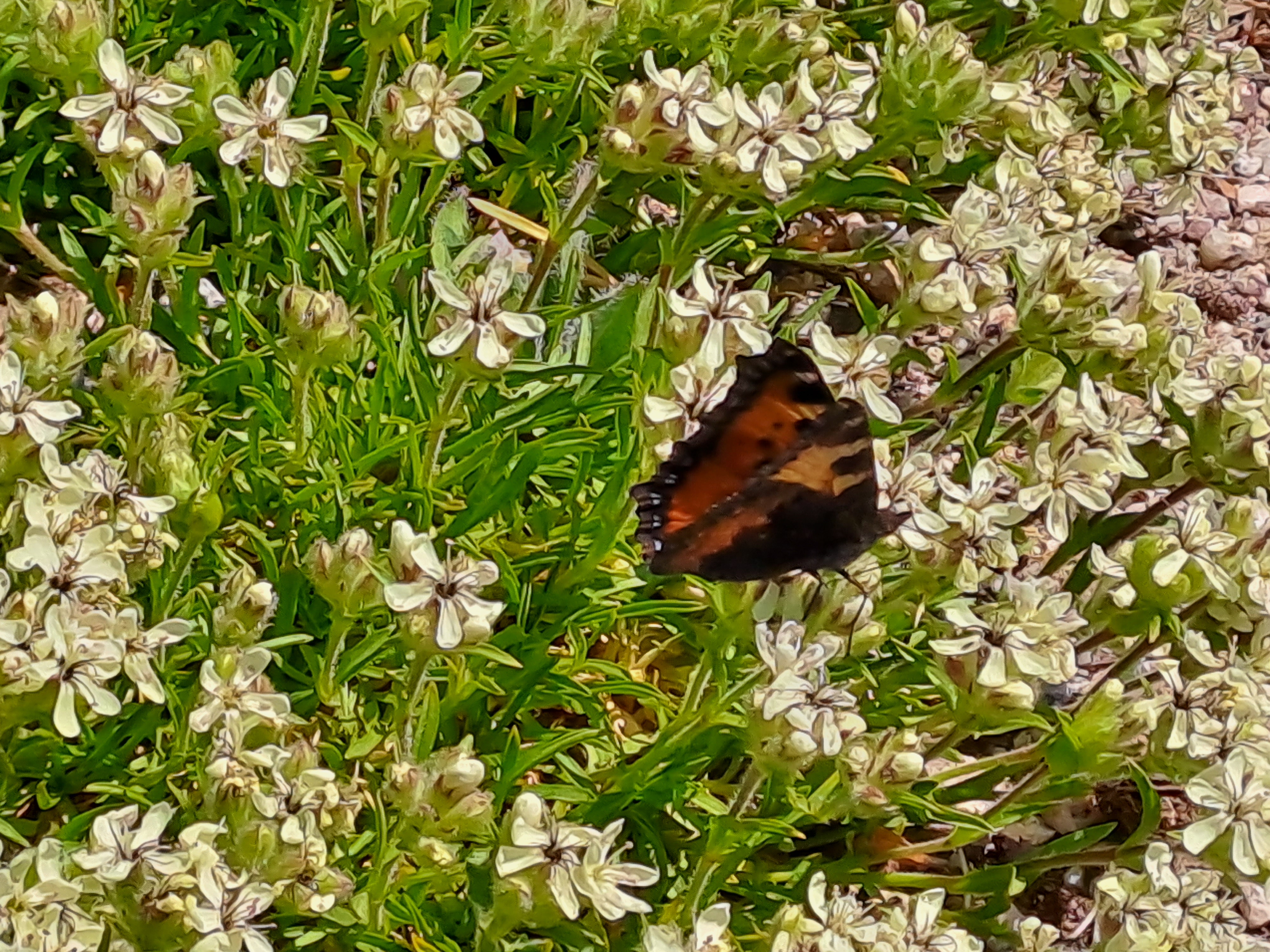 Photo n° 2 de l'avis de RAVIER.A fait le 15/06/2023 à 04:40