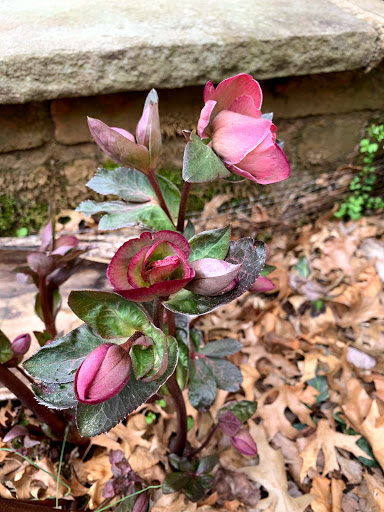 Nature Preserve «Whittemore Wildlife Sanctuary», reviews and photos, 7 Rockaway Rd, Whitehouse Station, NJ 08889, USA