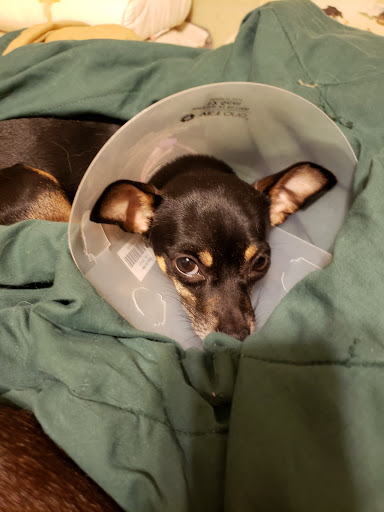 Indian Springs Veterinary Hospital image