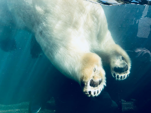 Zoo «Kovler Sea Lion Pool», reviews and photos, 2001 N Clark St, Chicago, IL 60614, USA