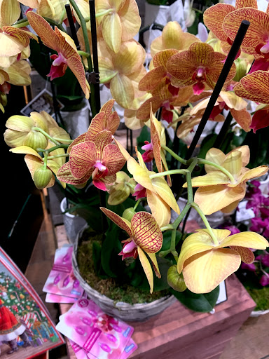 Grocery Store «The Fresh Market», reviews and photos, 1805 Rudy Ln, Louisville, KY 40207, USA