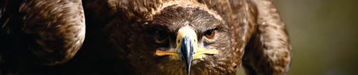 Eagle Eye Engraving