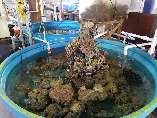 Tropical Fish Store «The Fish Store», reviews and photos, 2050 Chamblee Tucker Rd, Chamblee, GA 30341, USA