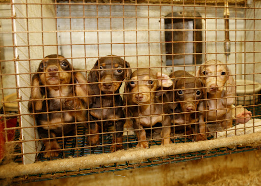 Pet Store «Charm City Puppies», reviews and photos, 8205 Snowden River Pkwy, Columbia, MD 21045, USA