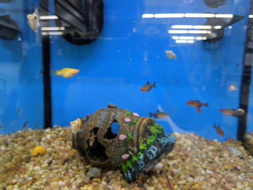 Pet Supply Store «Pet Supplies Plus», reviews and photos, 1240 Seminole Trail, Charlottesville, VA 22901, USA