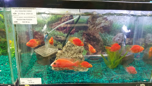 Pet Supply Store «Petland Discounts - Ozone Park», reviews and photos, 91-08 Atlantic Ave, Ozone Park, NY 11416, USA