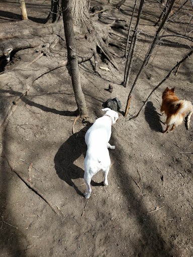 Park «Lake of the Isles Dog Park», reviews and photos, 2845 W Lake of the Isles Pkwy, Minneapolis, MN 55405, USA