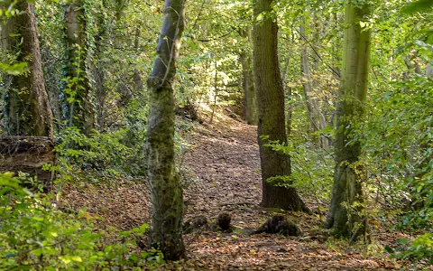 Harrock Wood - National Trust image