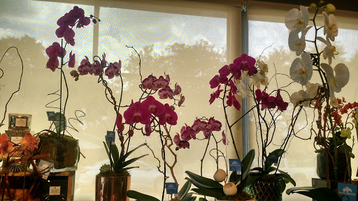 Florist «Dr Delphinium Flower & Orchid House», reviews and photos, 513 W Campbell Rd, Richardson, TX 75080, USA