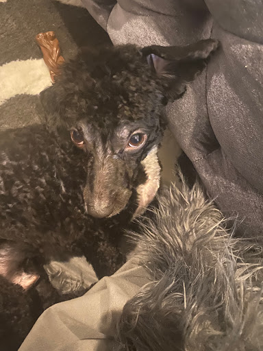 Pet Supply Store «Petco Animal Supplies», reviews and photos, 8700 Preston Rd #105, Plano, TX 75024, USA