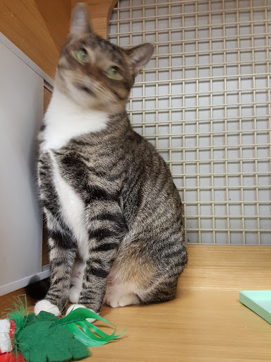 Pet Supply Store «Petco Animal Supplies», reviews and photos, 1014 Shoppes At Midway Dr, Knightdale, NC 27545, USA