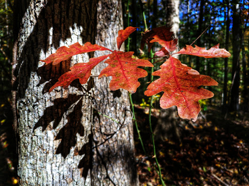 National Park «Guilford Courthouse National Military Park», reviews and photos, 2332 New Garden Rd, Greensboro, NC 27410, USA