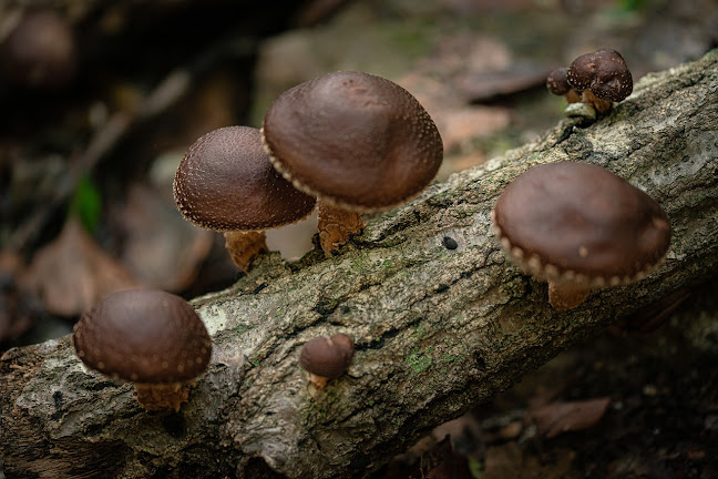 Fungi Peuma Hongos Comestibles - Victoria