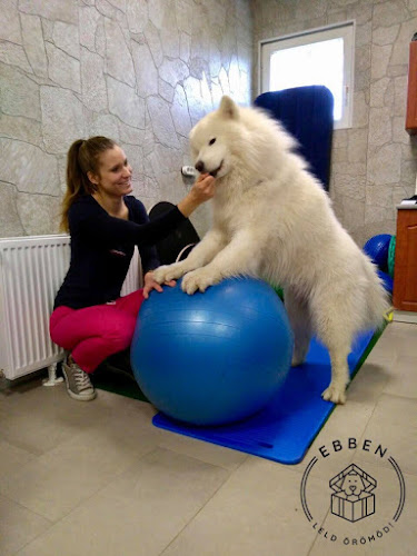 Fizioterápia kutyáknak - CanisPhysio - Fizioterapeuta