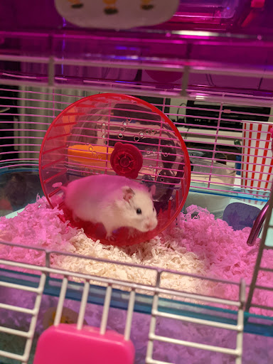 Pet Supply Store «PetSmart», reviews and photos, 6106 Shops Way, Northborough, MA 01532, USA