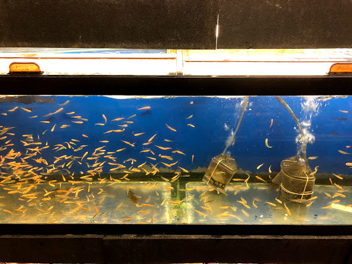 Pet Store «Petland Discounts - Kissena Blvd», reviews and photos, 71-8 Kissena Blvd, Flushing, NY 11367, USA