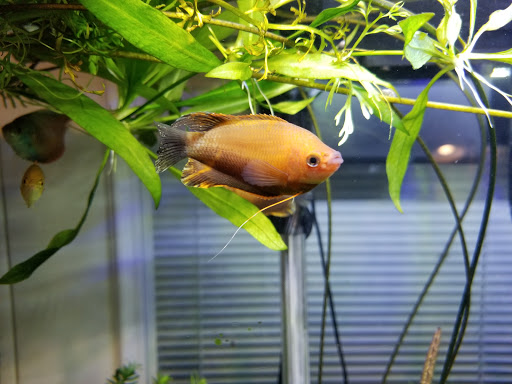 Pet Store «Pet Cove», reviews and photos, 820 E Center St, Kingsport, TN 37660, USA