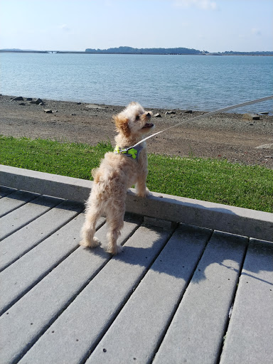 Park «Marine Park», reviews and photos, 49 Farragut Rd, Boston, MA 02127, USA