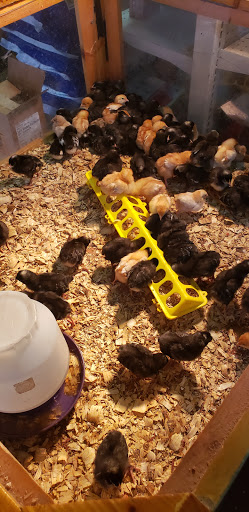 Animal Feed Store «Grifs Feed & Pet Supply», reviews and photos, 6211 Orange Dr, Davie, FL 33314, USA