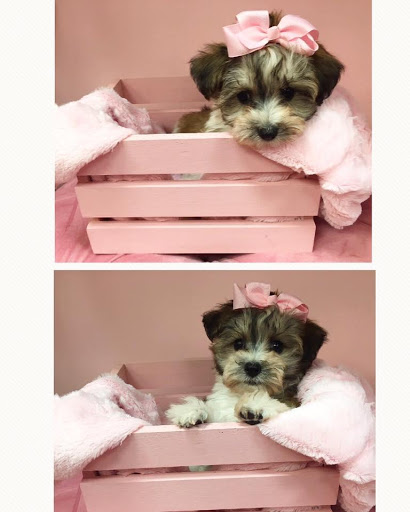 Pet Store «Furry Babies Inc», reviews and photos, 3340 Mall Loop Dr, Joliet, IL 60431, USA