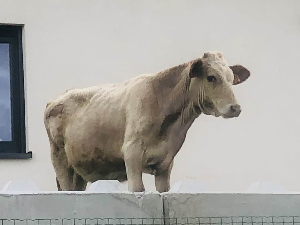 Photo n° 2 de l'avis de FEIDT.A fait le 03/10/2023 à 14:36