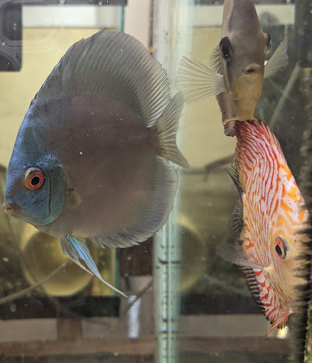 Tropical Fish Store «Aquaria Masters», reviews and photos, 411 Tia Juana St, Colorado Springs, CO 80909, USA