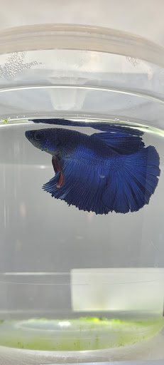 Pet Supply Store «PetSmart», reviews and photos, 7177 SE 29th St, Midwest City, OK 73110, USA