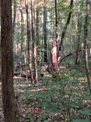 Golf Course «The Valley Links Course», reviews and photos, 8670 IN-56, French Lick, IN 47432, USA