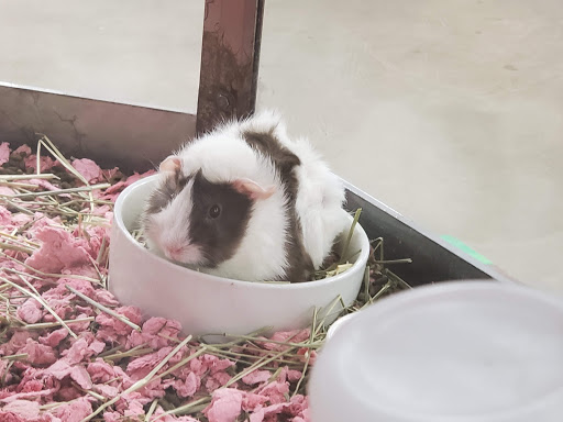 Pet Supply Store «Petco Animal Supplies», reviews and photos, 3100 14th St NW #124, Washington, DC 20010, USA