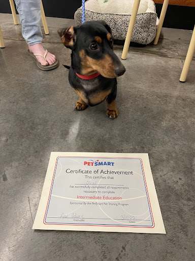 Pet Supply Store «PetSmart», reviews and photos, 1734 Walden Ave, Cheektowaga, NY 14225, USA