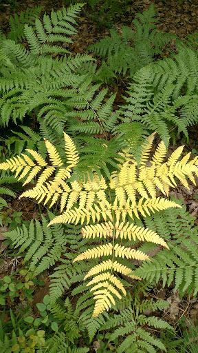 National Park «Kings Mountain National Military Park», reviews and photos, 2625 Park Rd, Blacksburg, SC 29702, USA