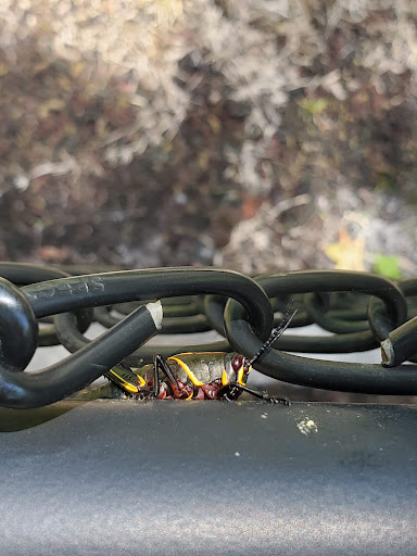 Park «Big Tree Park», reviews and photos, 761 General Hutchison Pkwy, Longwood, FL 32750, USA