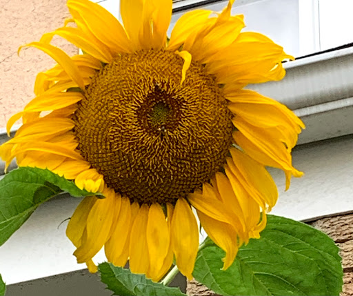 Park «Weequahic Park Track», reviews and photos, 1 Thomas Carmichael Dr, Newark, NJ 07114, USA