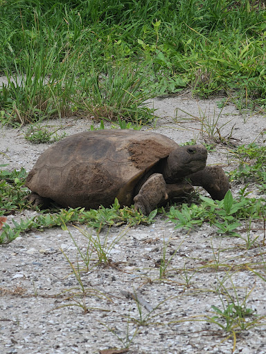 Nature Preserve «Emerson Point Preserve», reviews and photos, 5801 17th St W, Palmetto, FL 34221, USA