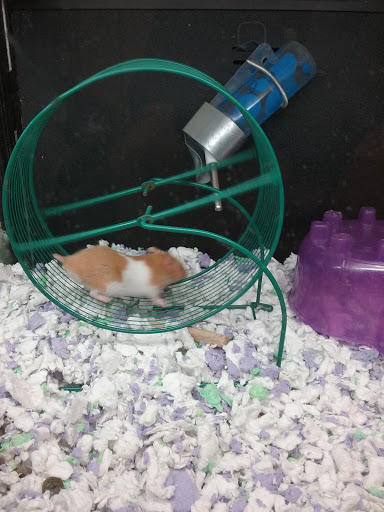 Pet Supply Store «PetSmart», reviews and photos, 16760 Highlands Center Blvd, Bristol, VA 24202, USA