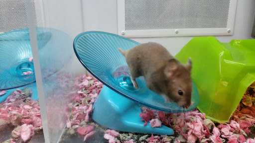 Pet Supply Store «Petco Animal Supplies», reviews and photos, 5975 20th St, Vero Beach, FL 32966, USA