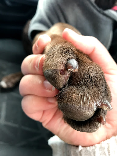 Pet Supply Store «PetSmart», reviews and photos, 9921 Pulaski Hwy, Baltimore, MD 21220, USA