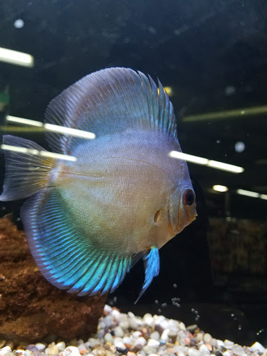 Pet Store «Pets Warehouse», reviews and photos, 177 Glen Cove Rd, Carle Place, NY 11514, USA