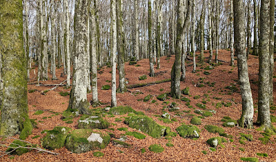 Le Petit Ventron à Ventron