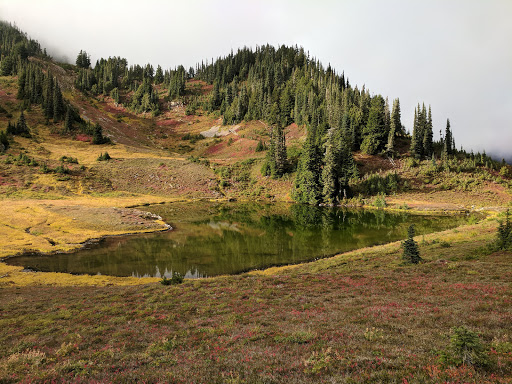 National Park «Olympic National Park», reviews and photos, 3002 Mt Angeles Rd, Port Angeles, WA 98362, USA