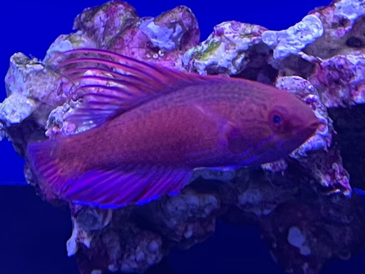 Tropical Fish Store «Tropical Pet Oasis», reviews and photos, 10218 Progress Ln, Parker, CO 80134, USA