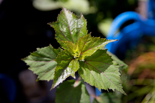 Pond Fish Supplier «The Funky Koi. Pet, Pond, Water Garden, Equine and Farm Supplies», reviews and photos, 41 Porter St, Berkley, MA 02779, USA