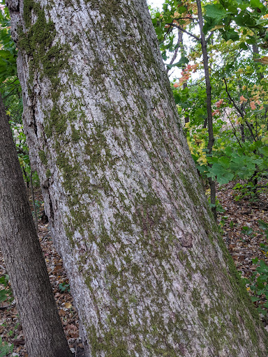 Nature Preserve «Lowry Nature Center», reviews and photos, 7025 Victoria Dr, Victoria, MN 55386, USA