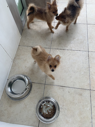 Pet Supply Store «Lil Rascals», reviews and photos, 10035 Gulf Center Dr #105, Fort Myers, FL 33913, USA