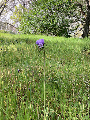 Park «Arcade Creek Park Preserve», reviews and photos, 6377 Bonham Cir, Citrus Heights, CA 95610, USA