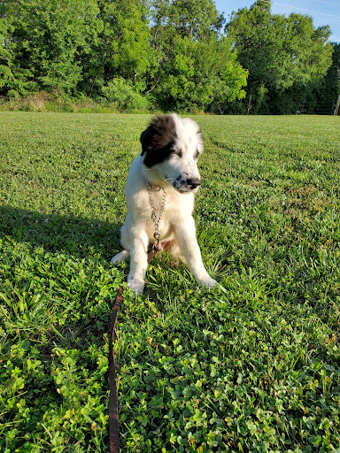 Pet Store «Petsway», reviews and photos, 1717 W Kearney St, Springfield, MO 65803, USA